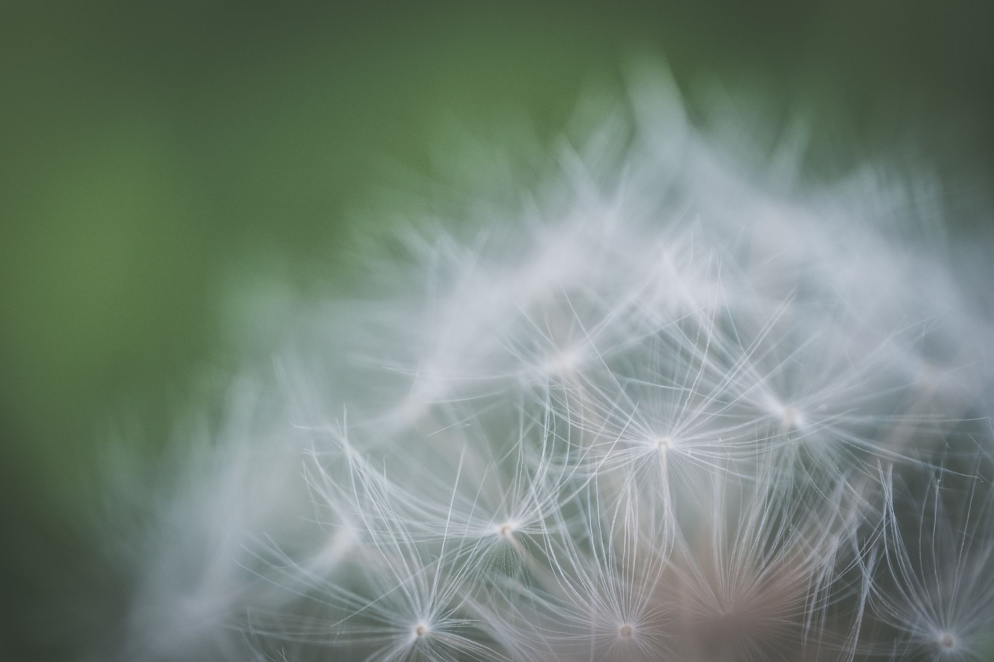 Primer plano de un diente de león sobre fondo verde suave